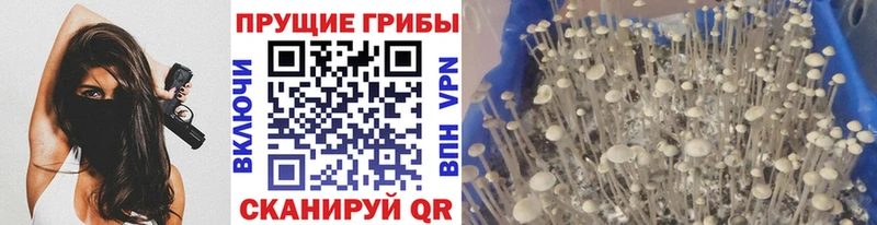 Псилоцибиновые грибы мицелий  Купить  Волжск 